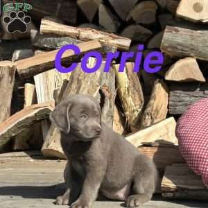 Corrie, Silver Labrador Retriever Puppy